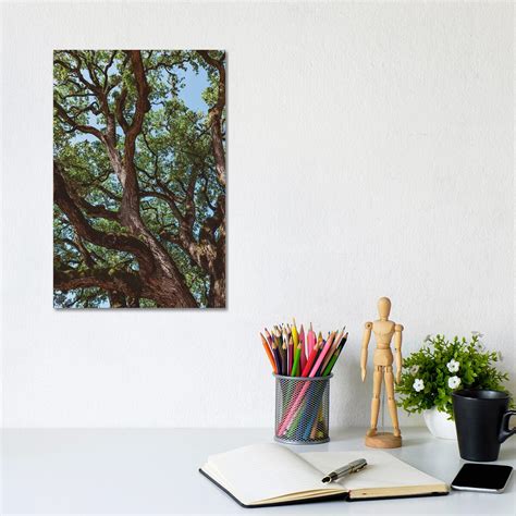 East Urban Home Texas Cottonwood by Bethany Young - Wrapped Canvas
