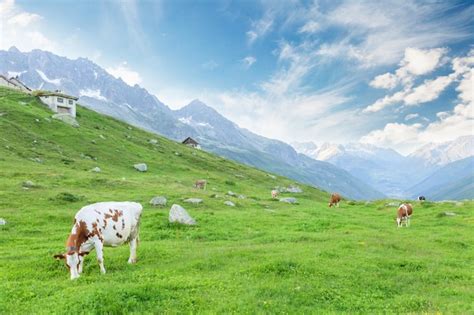 Premium Photo Cows In Pasture On Alpine Meadow