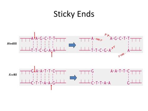 PPT - Recombinant DNA Technology & Cloning PowerPoint Presentation - ID ...