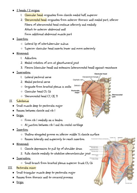 SOLUTION: Shoulder and axilla muscles anatomy - Studypool