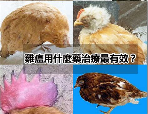 雞瘟用什麼藥治療最有效？怎樣預防雞瘟（新城疫）？ 台灣孵蛋器孵蛋機網絡商店