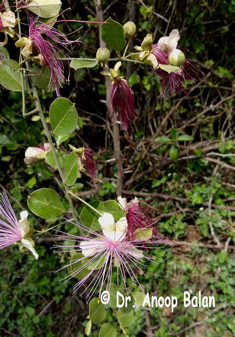 Capparis Zeylanica L Plants Of The World Online Kew Science