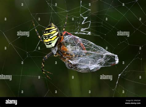 Black And Yellow Argiope Black And Yellow Garden Spider Argiope