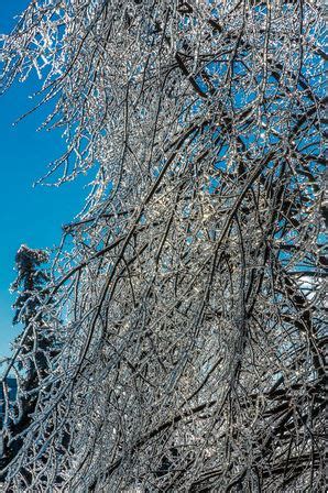 Freezing Rain Trees