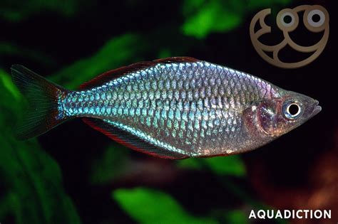 Dwarf Neon Rainbowfish Melanotaenia Praecox Fish Profile And Care Guide