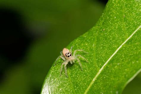 Baby Jumping Spider: 7 Pictures and 7 Incredible Facts - A-Z Animals