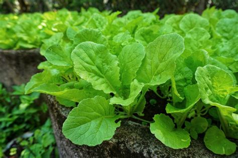 Turnip greens: growing, harvesting & eating - Plantura