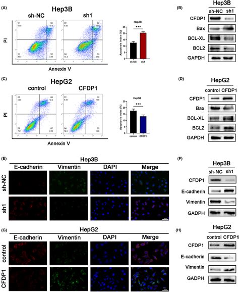 CFDP1 Overexpression Inhibits Apoptosis And Promotes The Migratory And