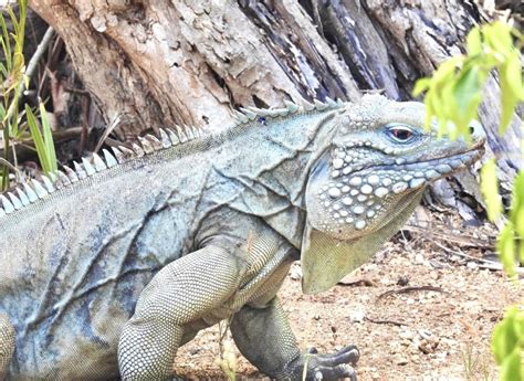 Fakta Iguana Biru Spesies Terbesar Ada Di Grand Cayman