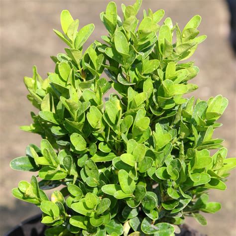 Buxus Sempervirens Suffruticosa Szegélypuszpáng