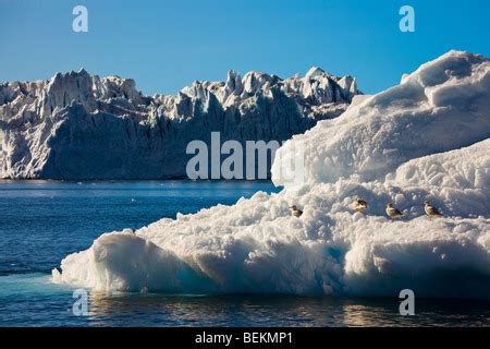 Iceberg Dal Ghiacciaio Jacobshavn O Sermeq Kujalleq Drena Il Per