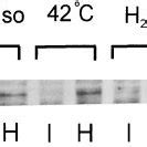 Characterization Of The Hypertonicity Induced Tyrosine Phosphorylation