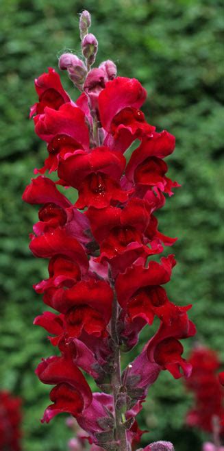 Antirrhinum Majus Snapdragon