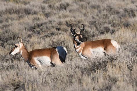 It Was A Wildlife Enthusiast S Delight Spending Time At Barney Hot Springs East Idaho News