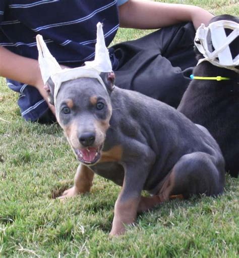 Blue Doberman Puppies Blue Doberman Pinscher In The Carolinas Img