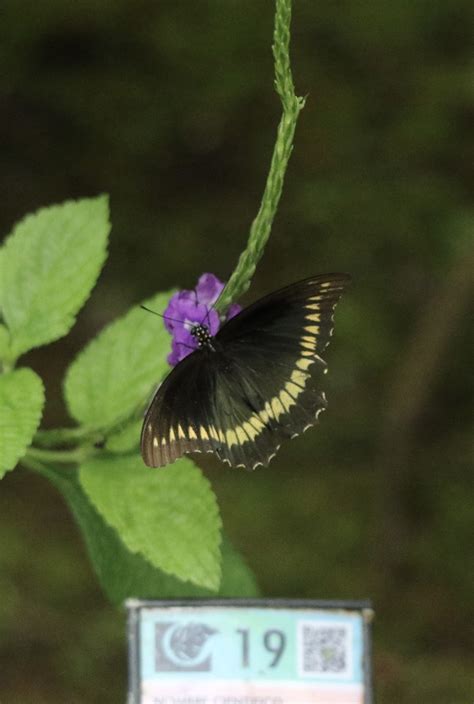 Butterflies from Sendero Universal Sarapiquí Heredia CR on February