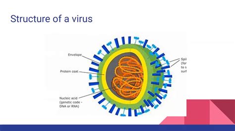 Virus Structure And How Do They Replicate For Aqa Ocr And Edexcel A