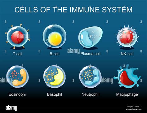 Cells Of The Immune System White Blood Cells Or Leukocytes Plasma Cell