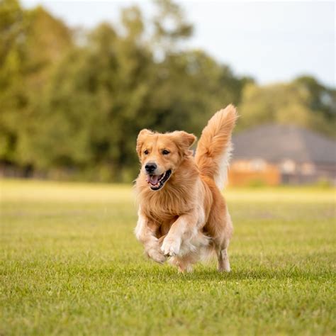 Perro Golden Retriever Guía Cuidados Carácter