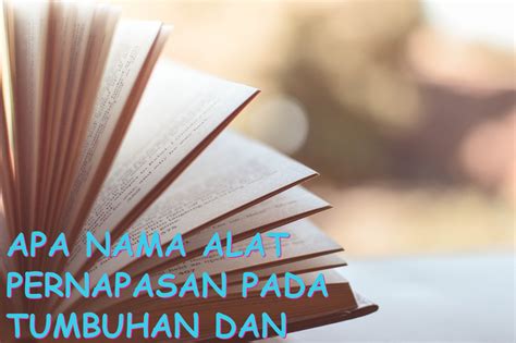 Apa Nama Alat Pernapasan Pada Tumbuhan Dan Bagaimana Fungsinya