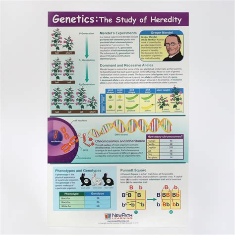 Genetics Of Heredity Poster