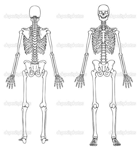 Skeleton Diagram Part 2 Diagram Quizlet