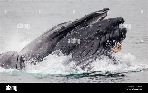 Bubble Net Feeding Of The Humpback Whale Megaptera Novaeangliae