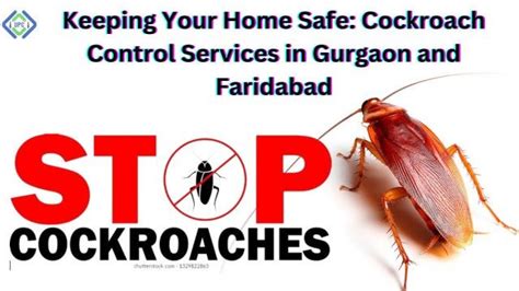 Cockroach Control Services In Gurgaon Urbanpestcontrol Medium