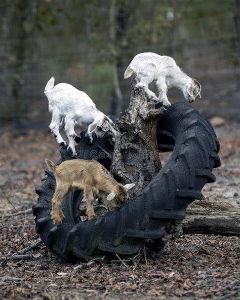 Three Baby Goats Playing On An Old Tractor Tire Stock Image Image Of