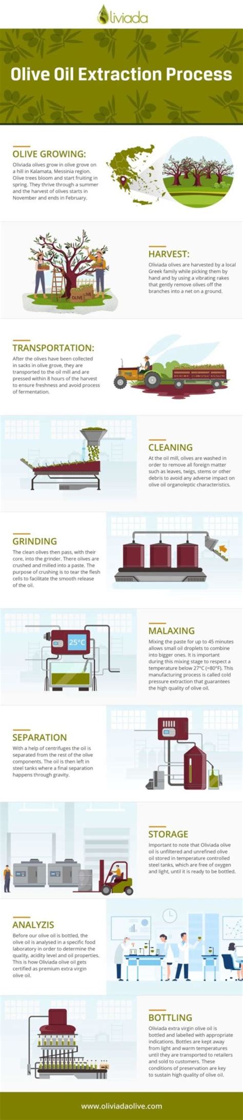 Olive Oil Extraction Process (with Video, Pictures & Infographic ...