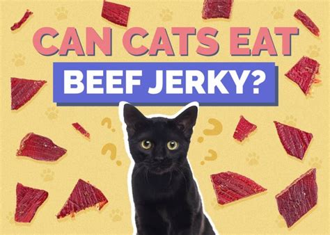 Can Cats Eat Beef Jerky Vet Approved Facts And Faq Hepper