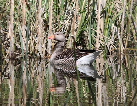 Goose Water Pond - Free photo on Pixabay - Pixabay