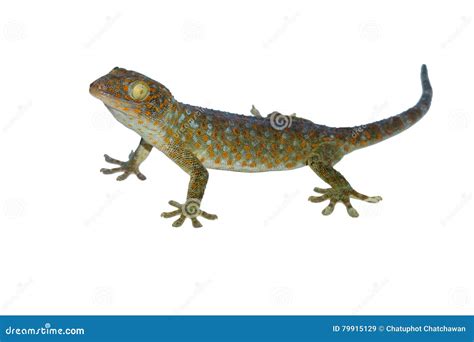 Gecko Calling Gecko Isolated On White Background Stock Image Image