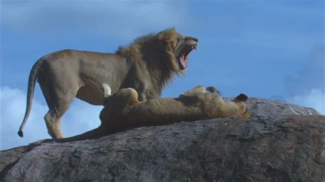 Mating Lions Videos and HD Footage - Getty Images