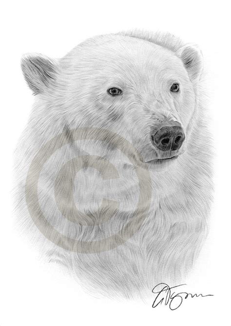 Realistic Polar Bear Drawing