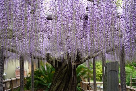 4月中旬～5月上旬が見頃！静岡県の藤の花の名所5選♪ 静岡県観光公式ブログ