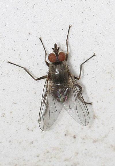 Is it time for horn fly control? | Local News | theadanews.com