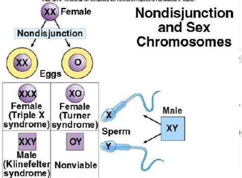 Draw A Neat Labelled Diagram Of A Human Gamete That Has The Sex