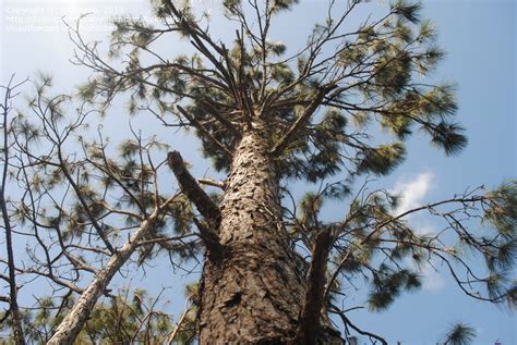 PlantFiles Pictures Pinus Species American Pitch Pine Slash Pine