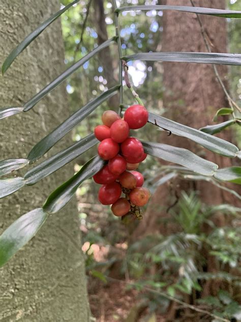 Candle Vine From Mary Cairncross Scenic Reserve Maleny Qld Au On