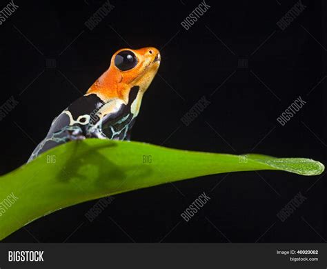 Frog Amazon Rainforest Image & Photo (Free Trial) | Bigstock