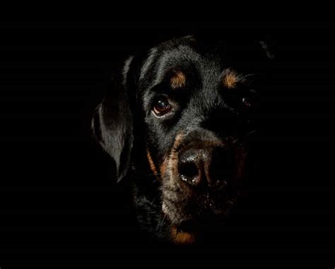 black dog dinoanimalscom