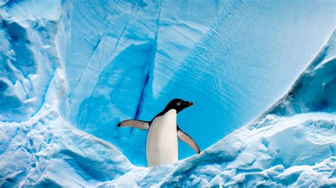 Penguin Wallpaper 4K, Ice berg, Arctic, Antarctica