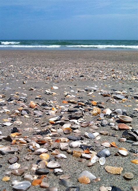 Sea Shells In The Sand Its Fun To Collect Shells During Your Myrtle