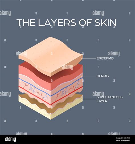 Cross Section Of Human Skin Layers Structure Skincare Medical Concept