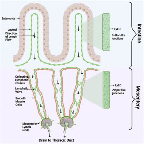 Lacteal Duct Caecum