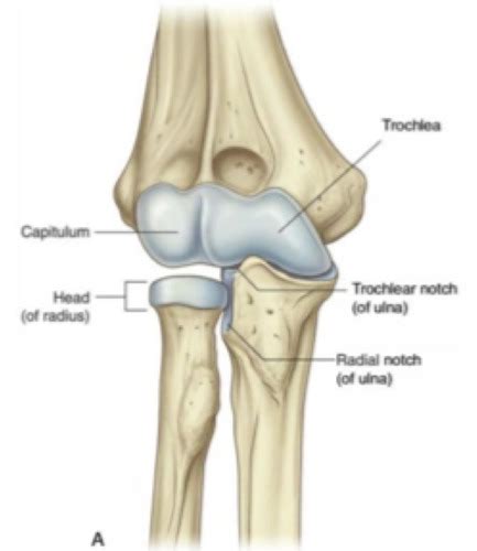 Lecture 12 The Elbow Joint Flashcards Quizlet