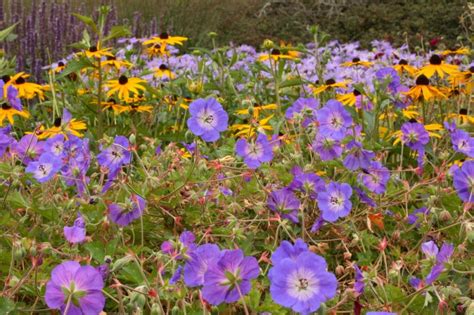 Gardening Tips For July Knights Garden Centres