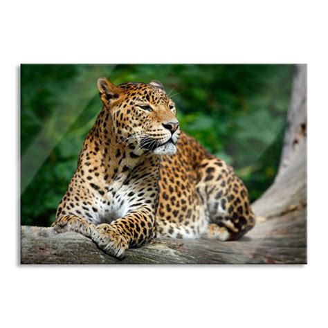 Brayden Studio Glasbild Wundersch Ner Leopard In Der Natur Wayfair De