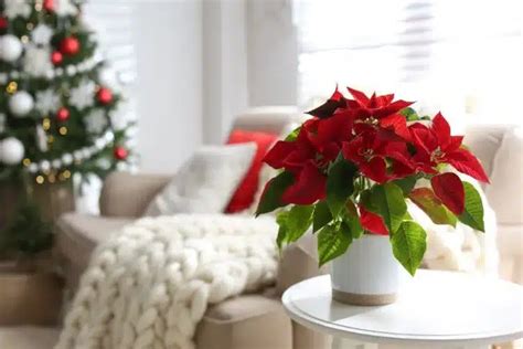 Le Secret Pour Conserver Votre Poinsettia Plus Longtemps Découvrez L